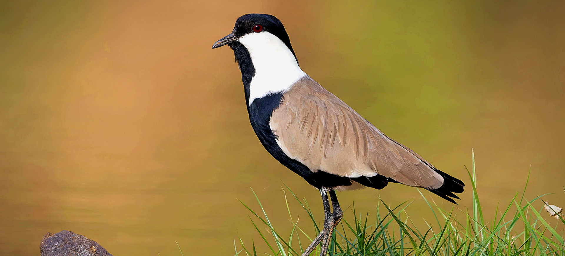 Spur-winged Lapwing