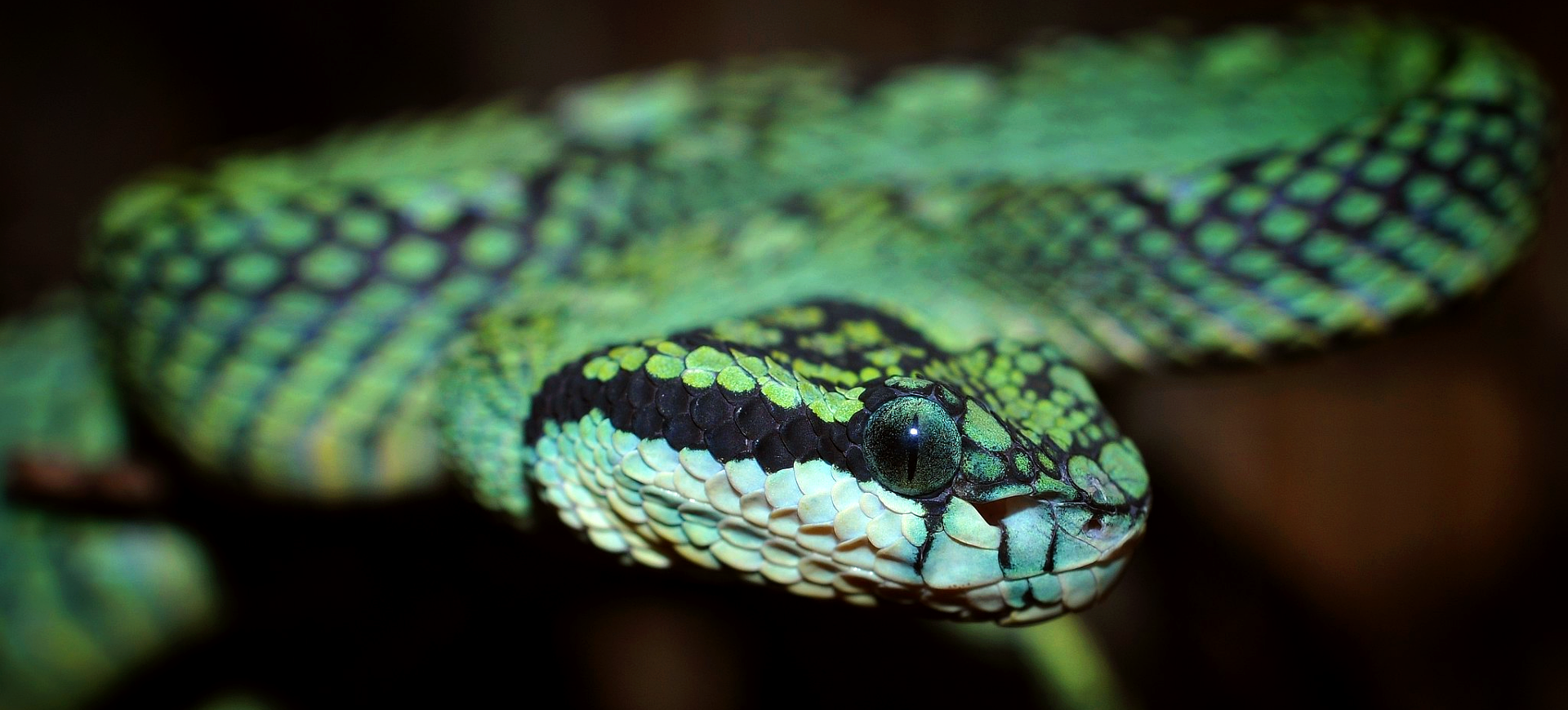 Sri Lankan Pit Viper