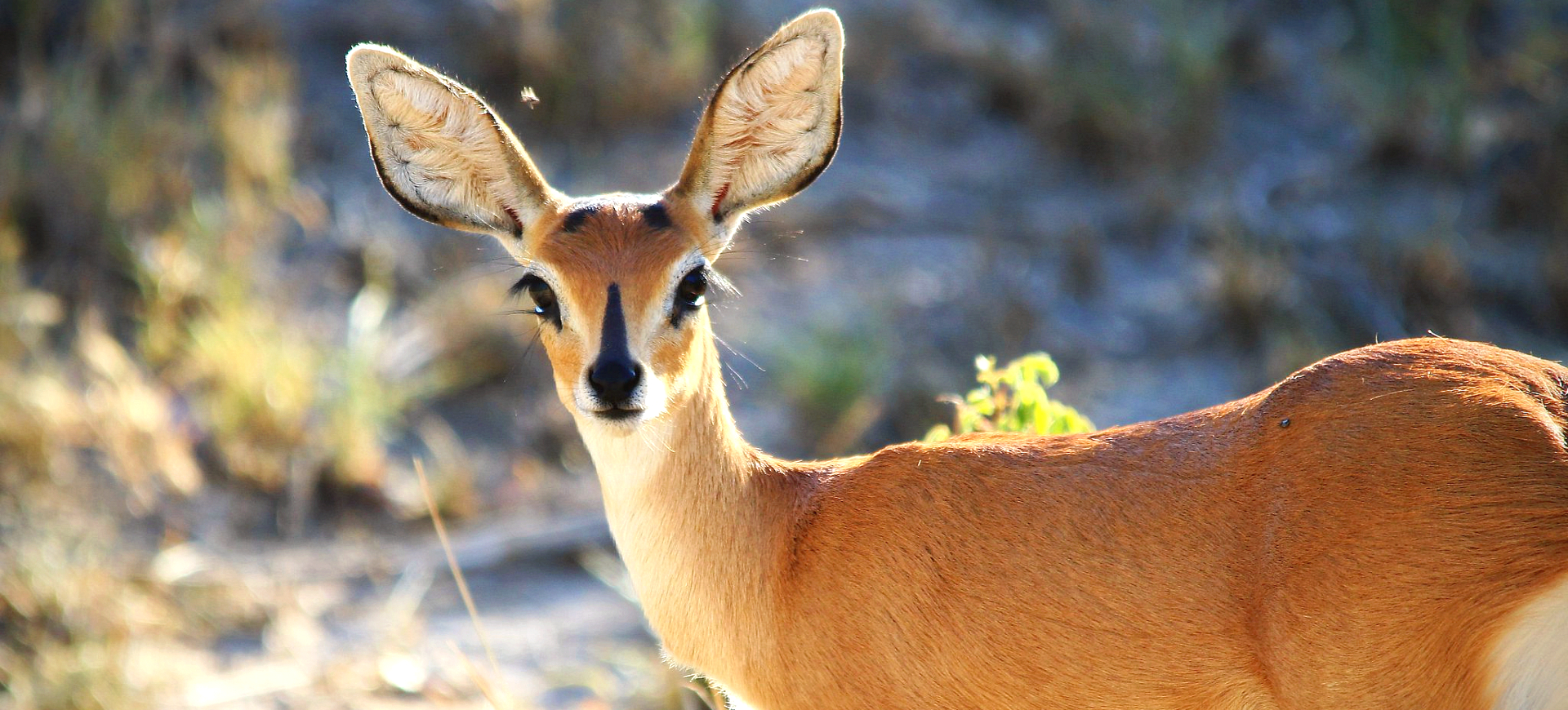 Steenbok