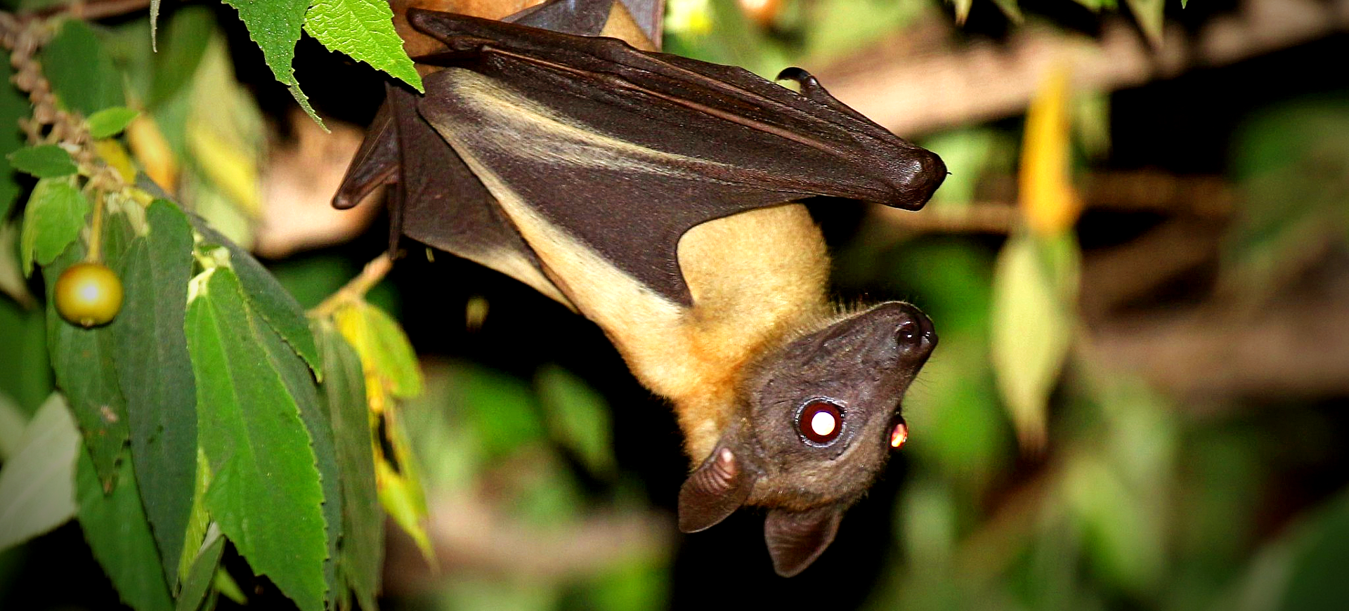 Straw-colored Fruit-bat