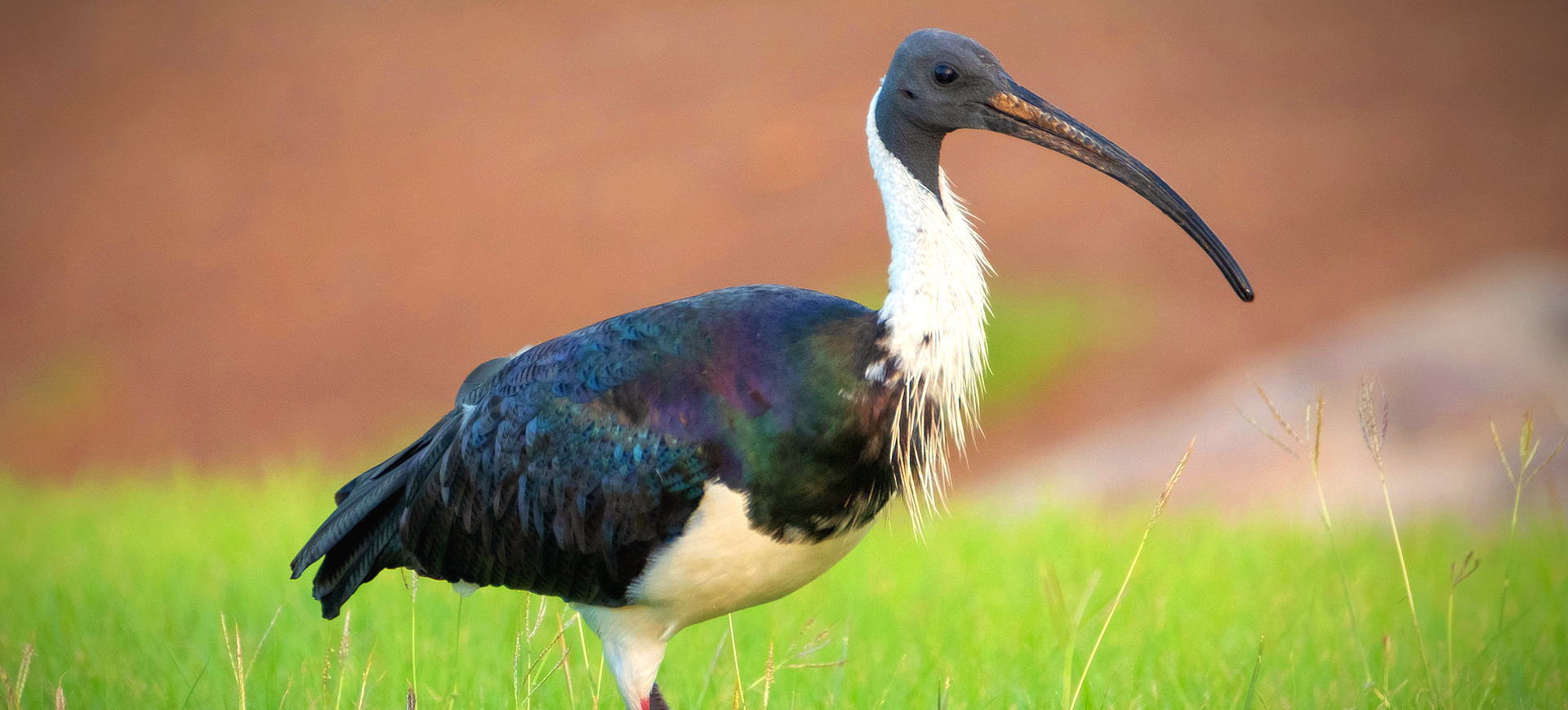 Straw-necked Ibis