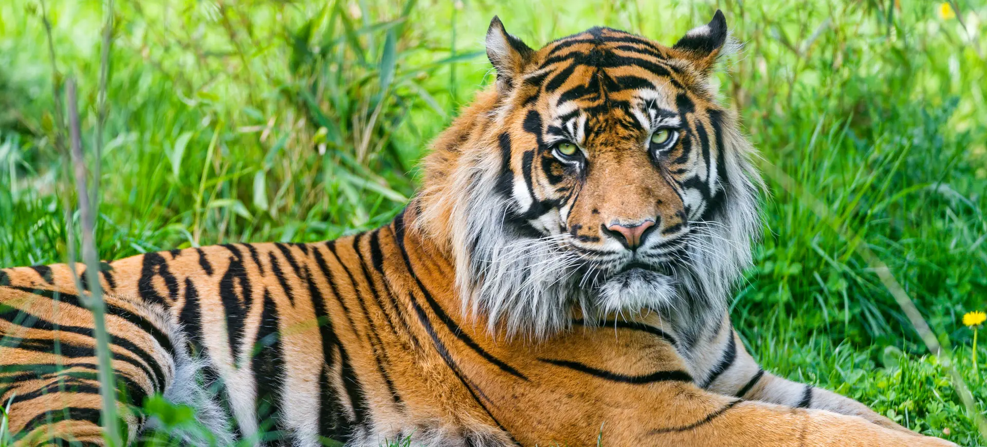 Sumatran Tiger