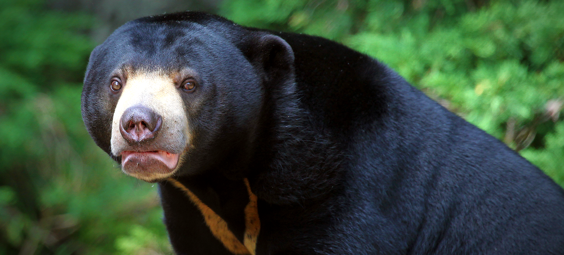 Sun Bear