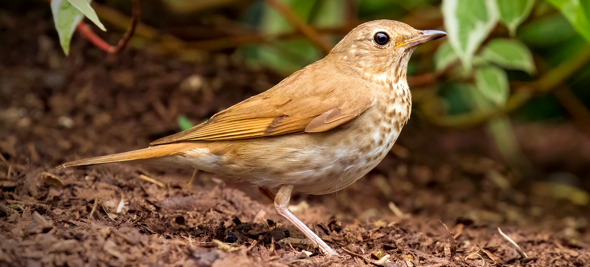 Swainson's Thrush