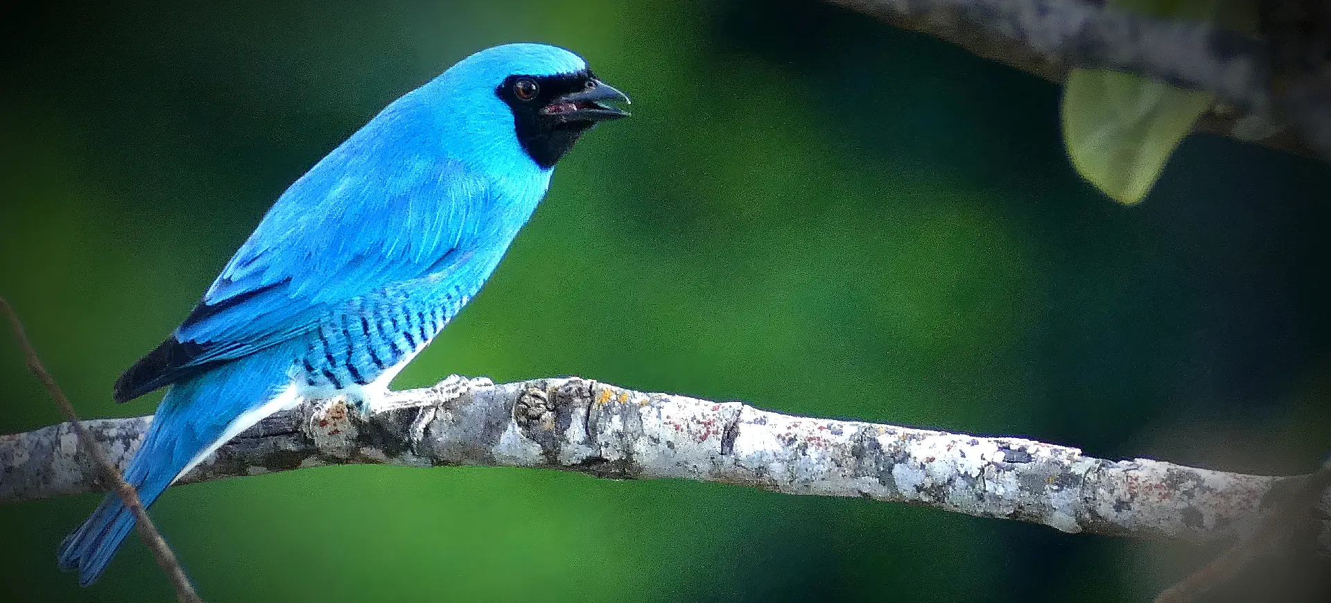 Swallow Tanager