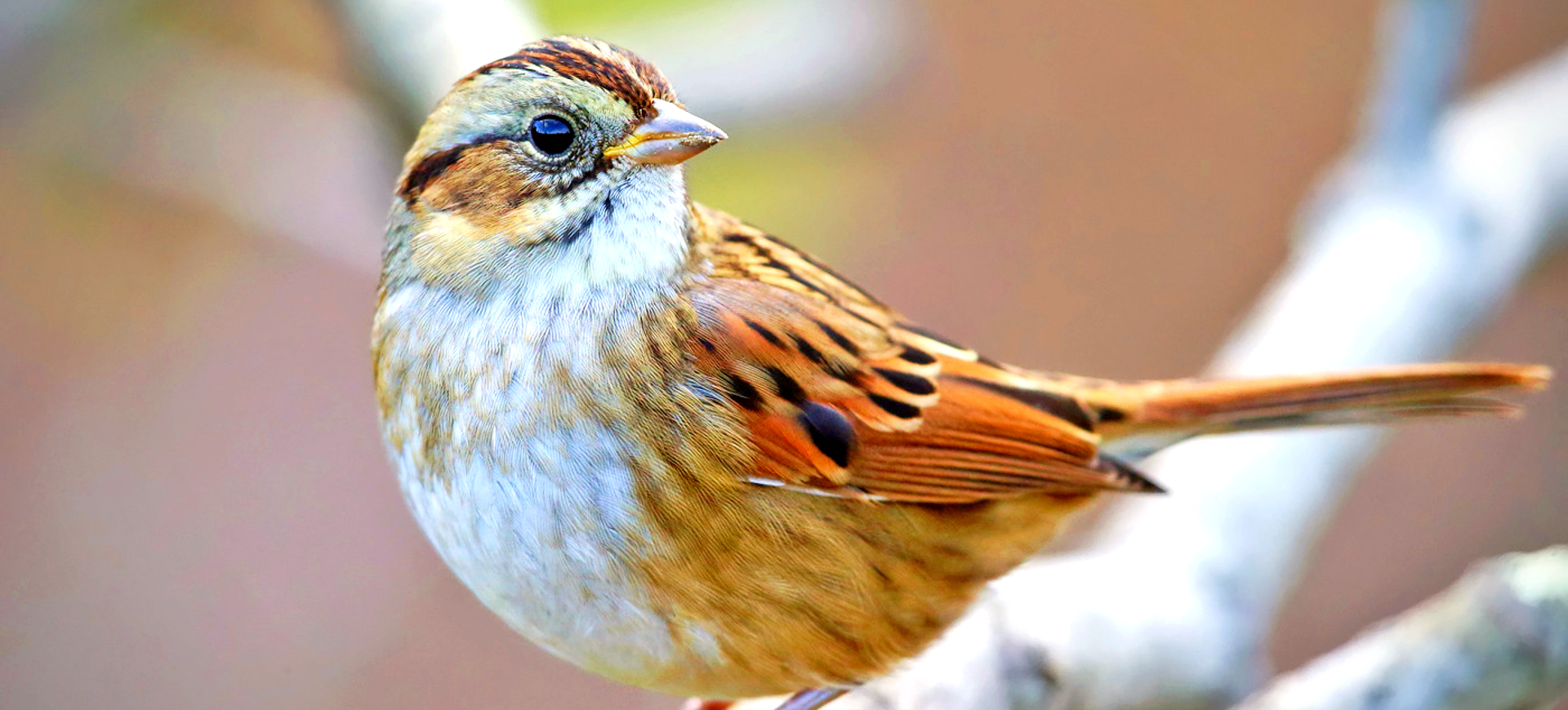 Swamp Sparrow