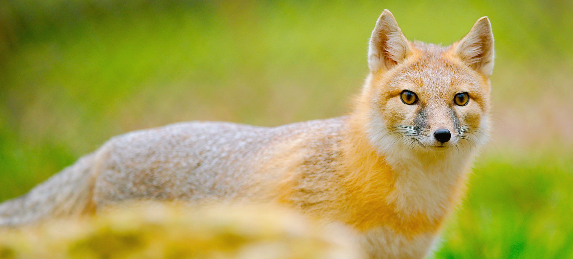 Swift Fox