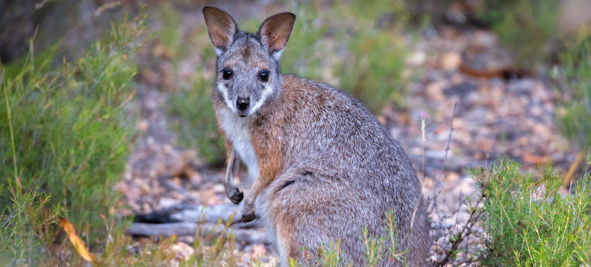 Tammar Wallaby