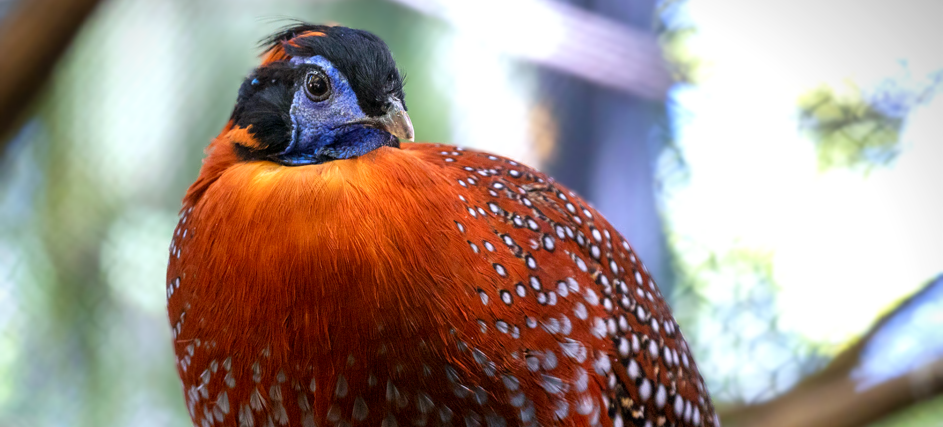 Temminck's Tragopan