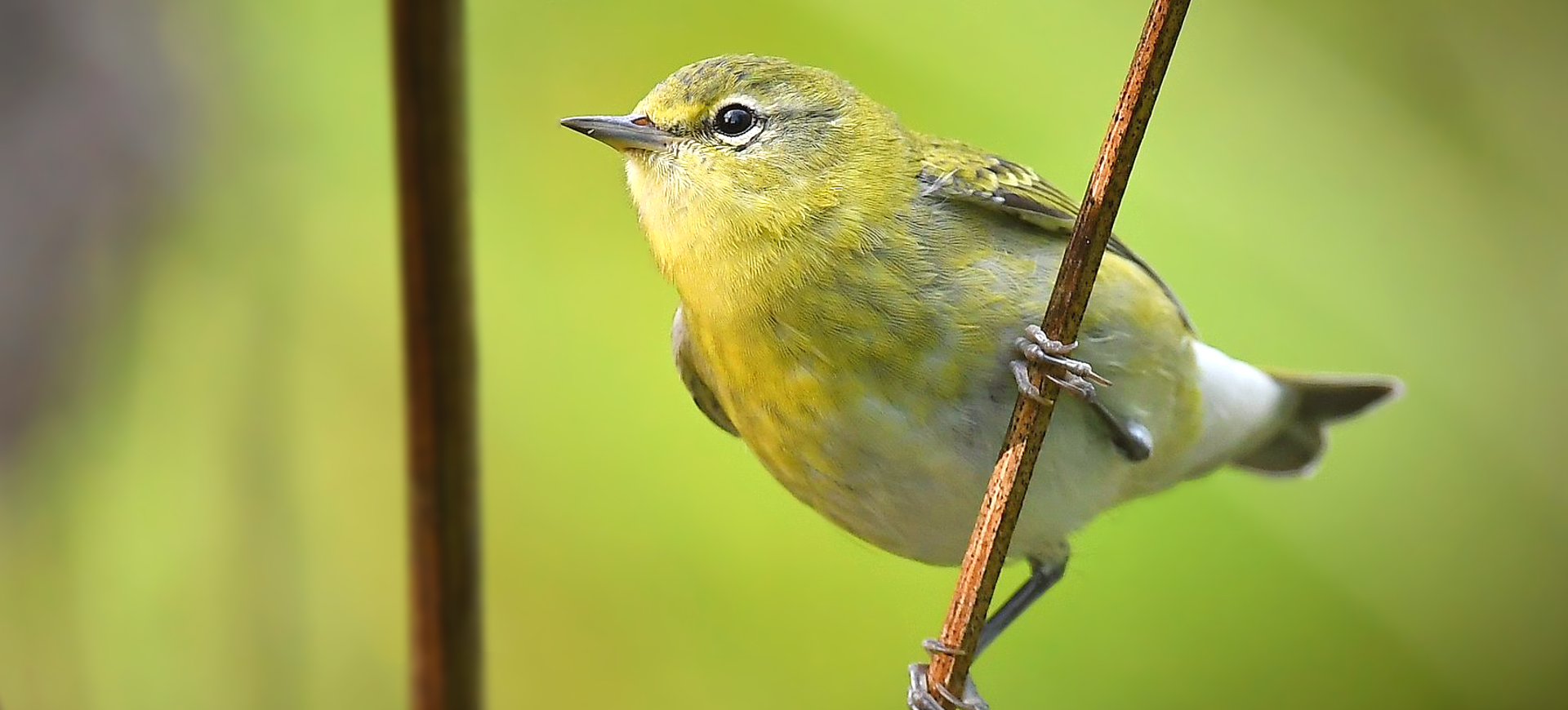 Tennessee Warbler