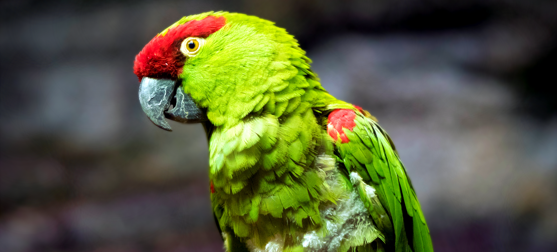 Thick-billed Parrot