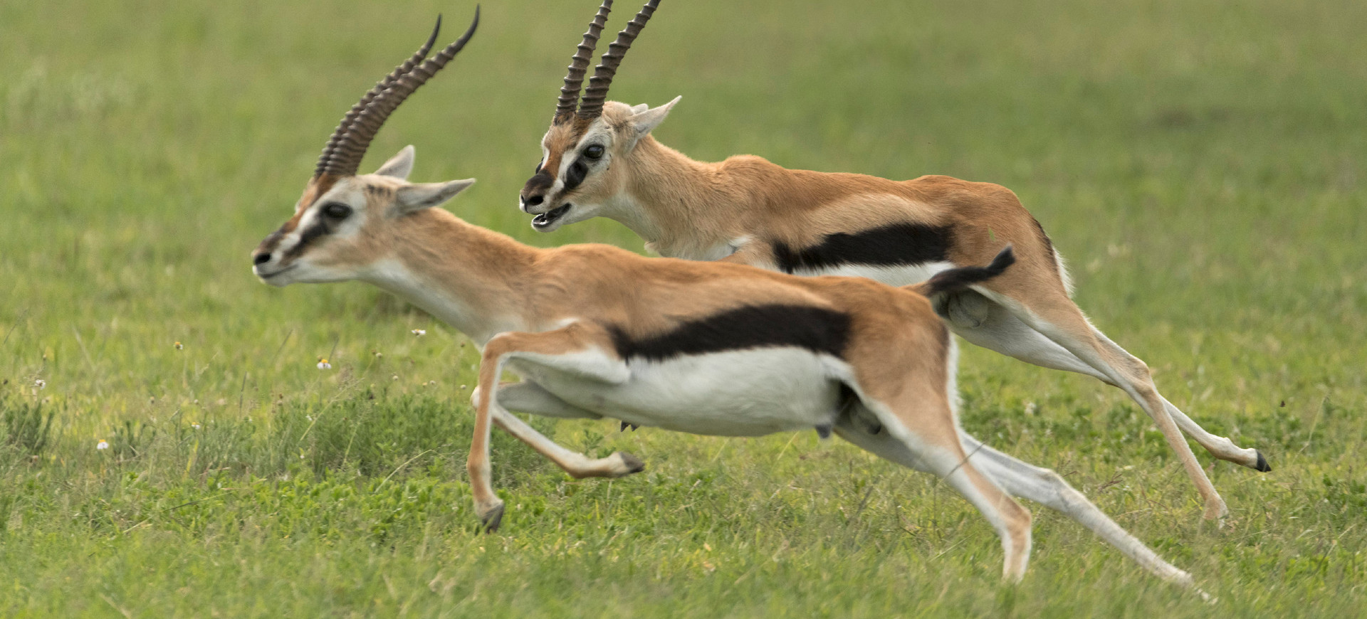 Thomson's Gazelle