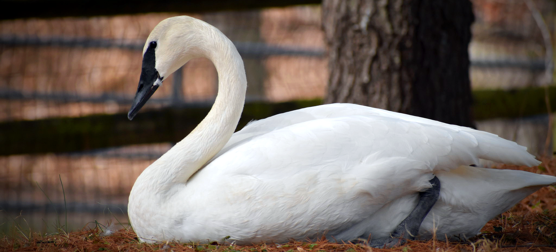 Trumpeter Swan