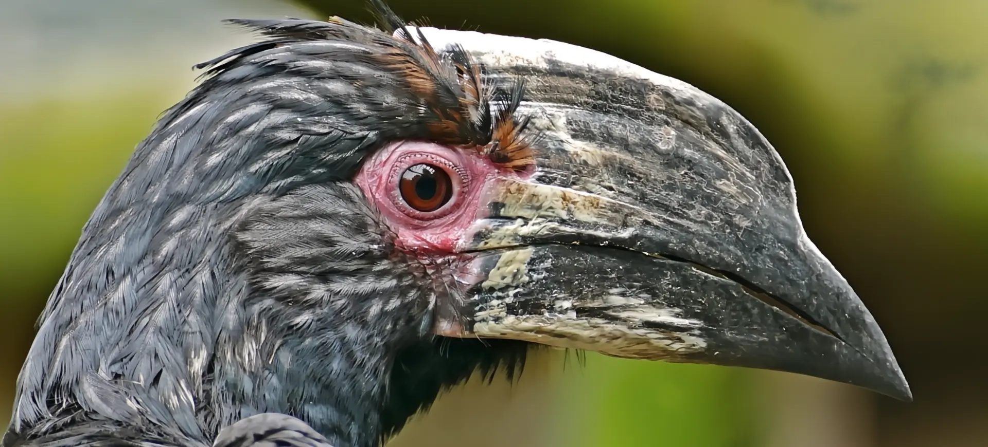 Trumpeter Hornbill