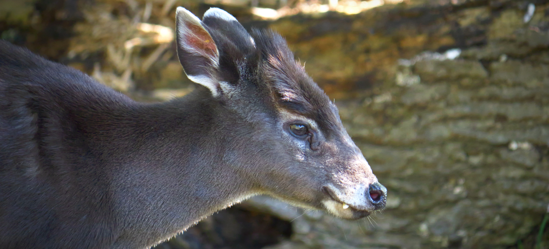 Tufted Deer