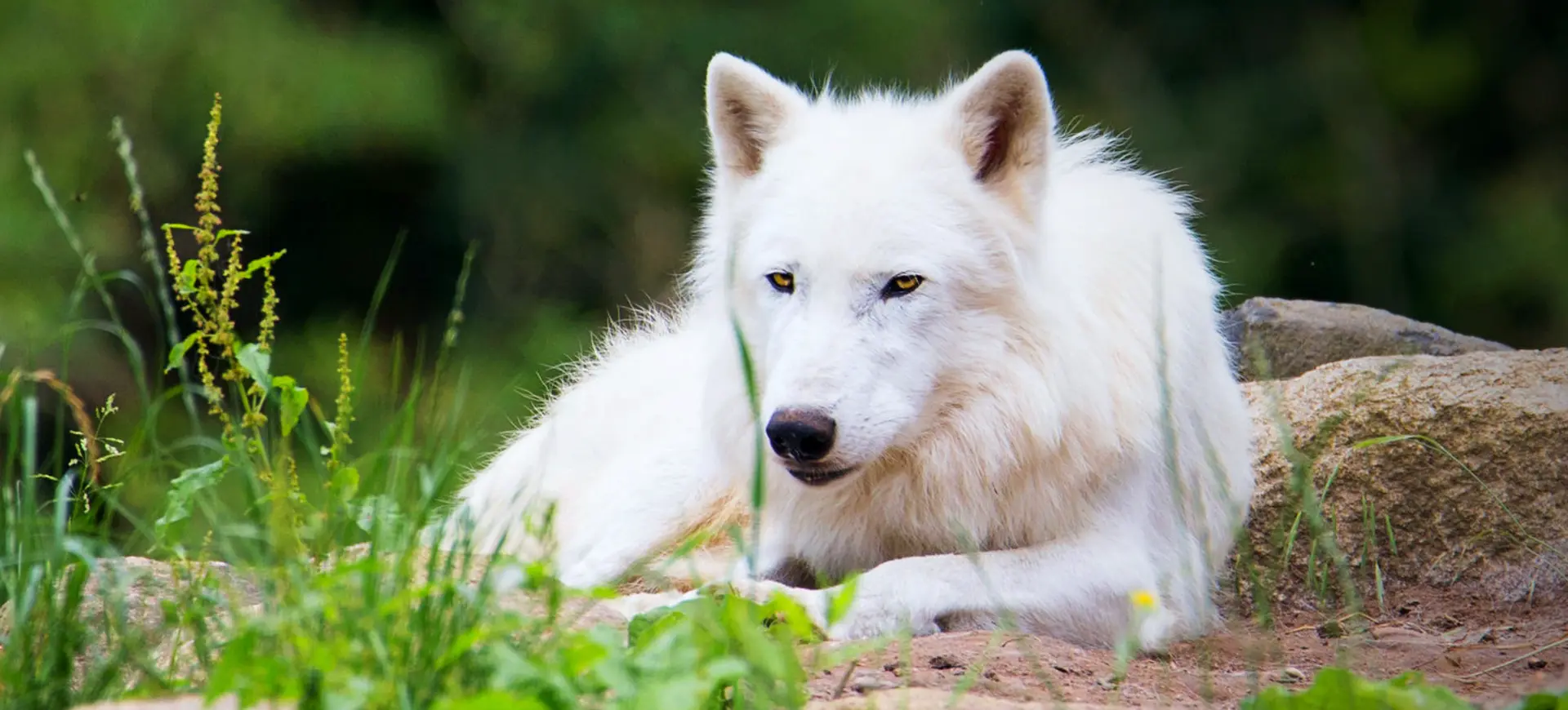 Tundra Wolf