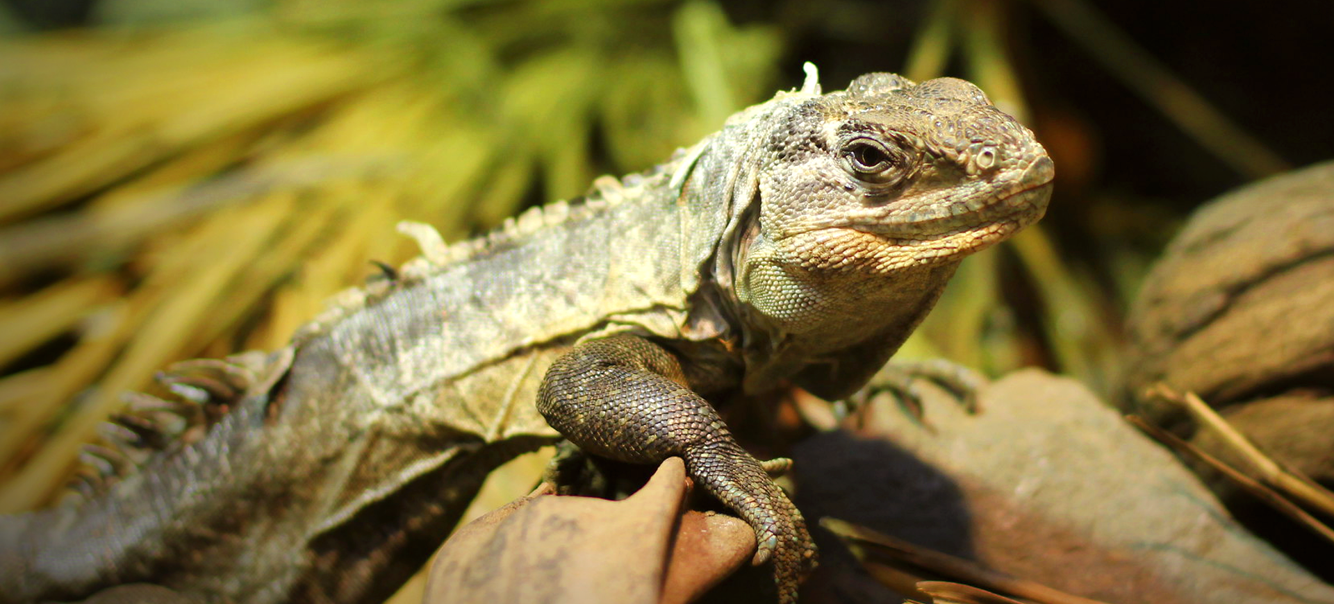 Utila Spiny-tailed Iguana