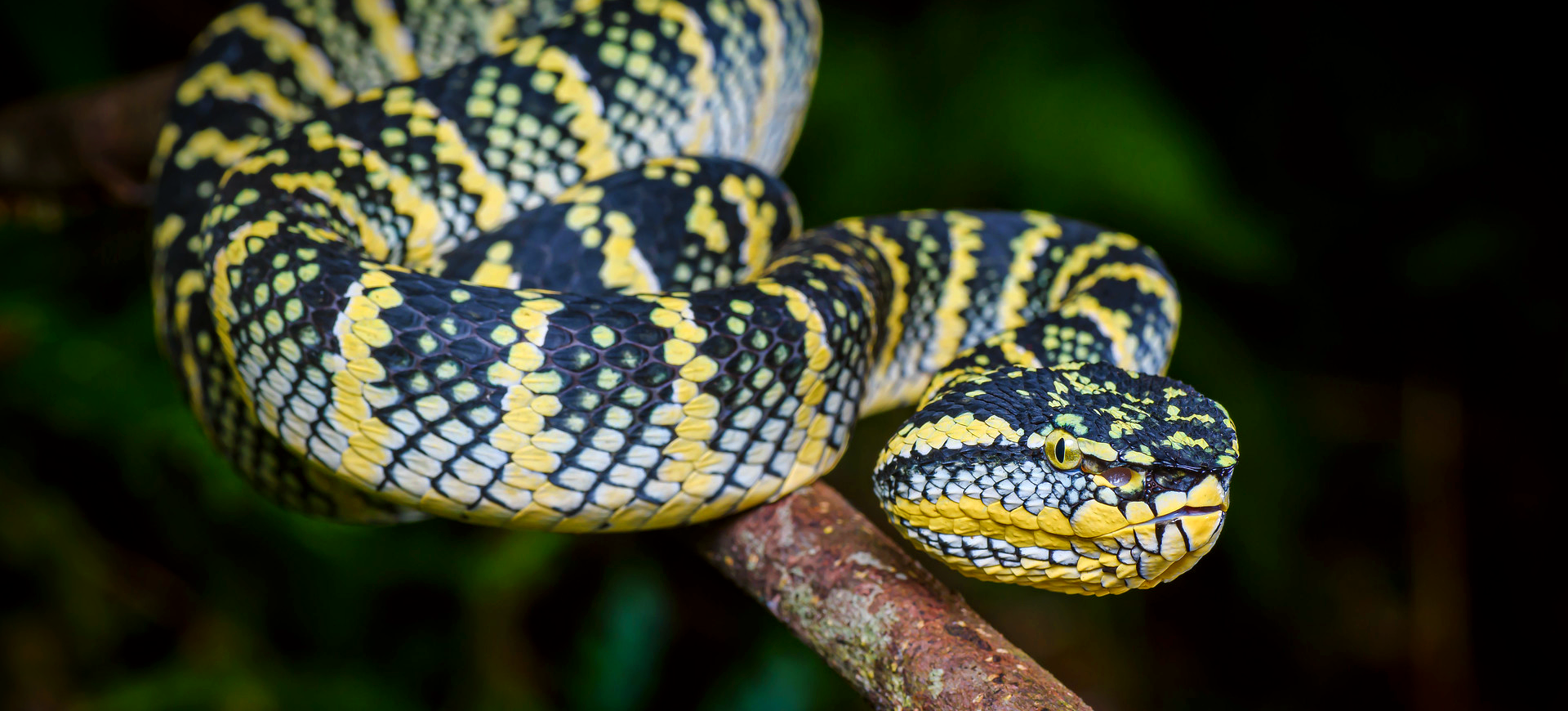 Wagler's Pit Viper