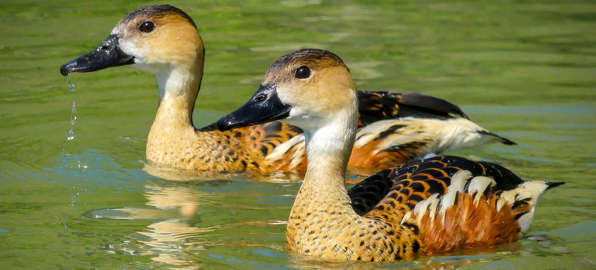 Wandering Whistling-duck