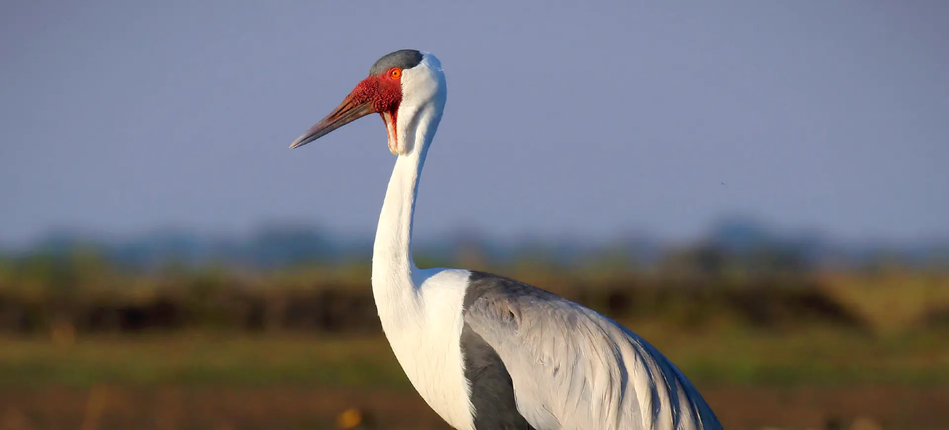 Wattled Crane