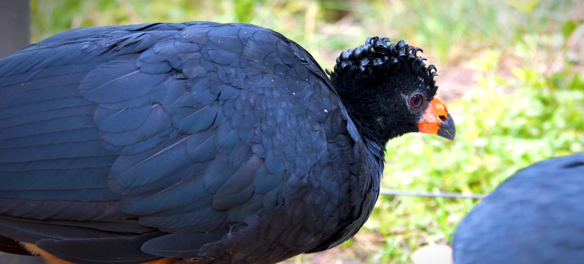 Wattled Curassow