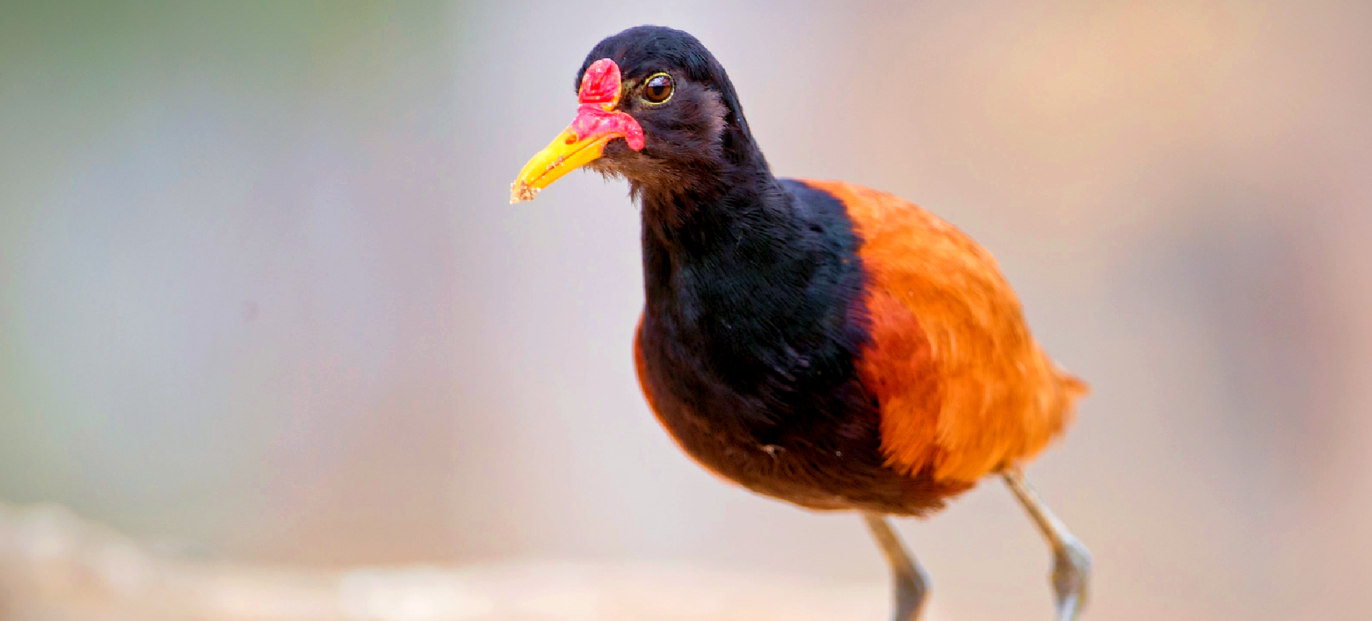 Wattled Jacana