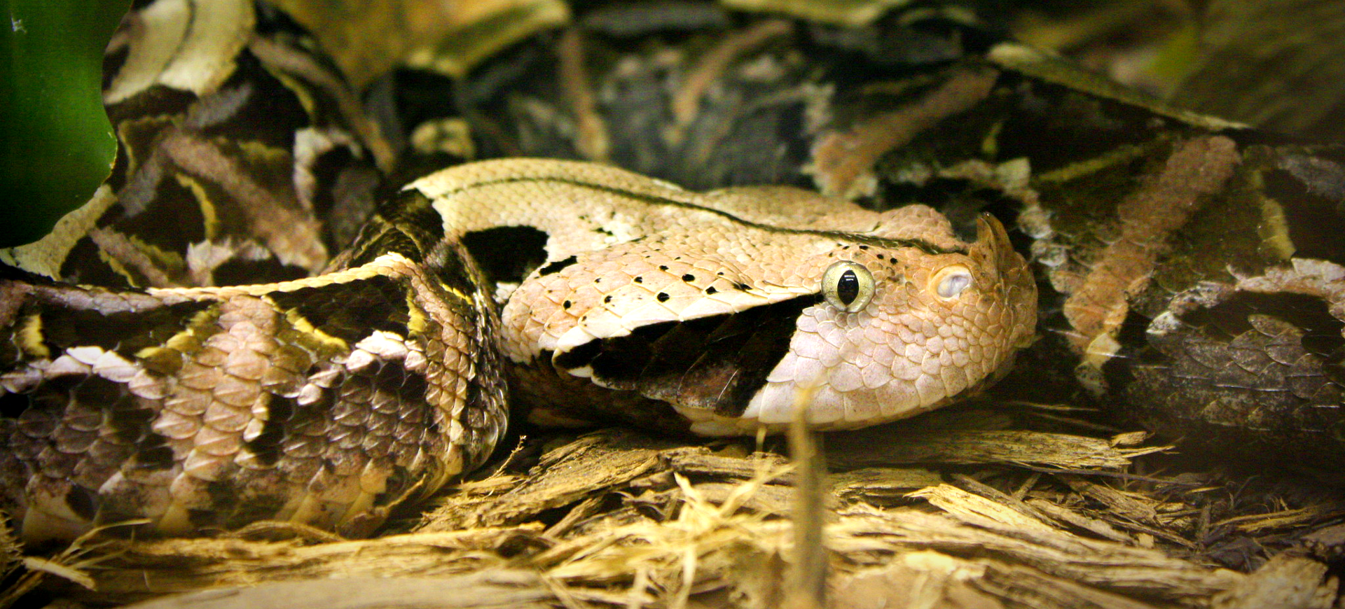 West African Gaboon Viper