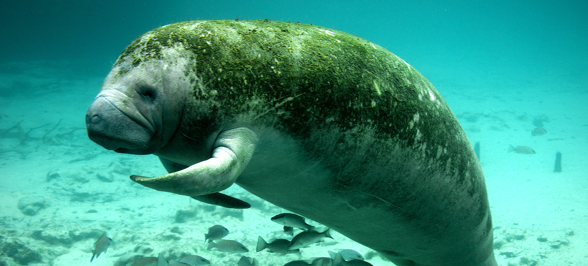 West Indian Manatee