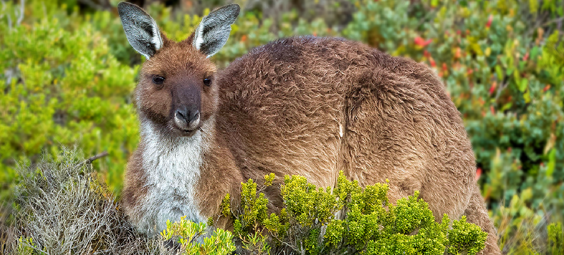 Western Gray Kangaroo