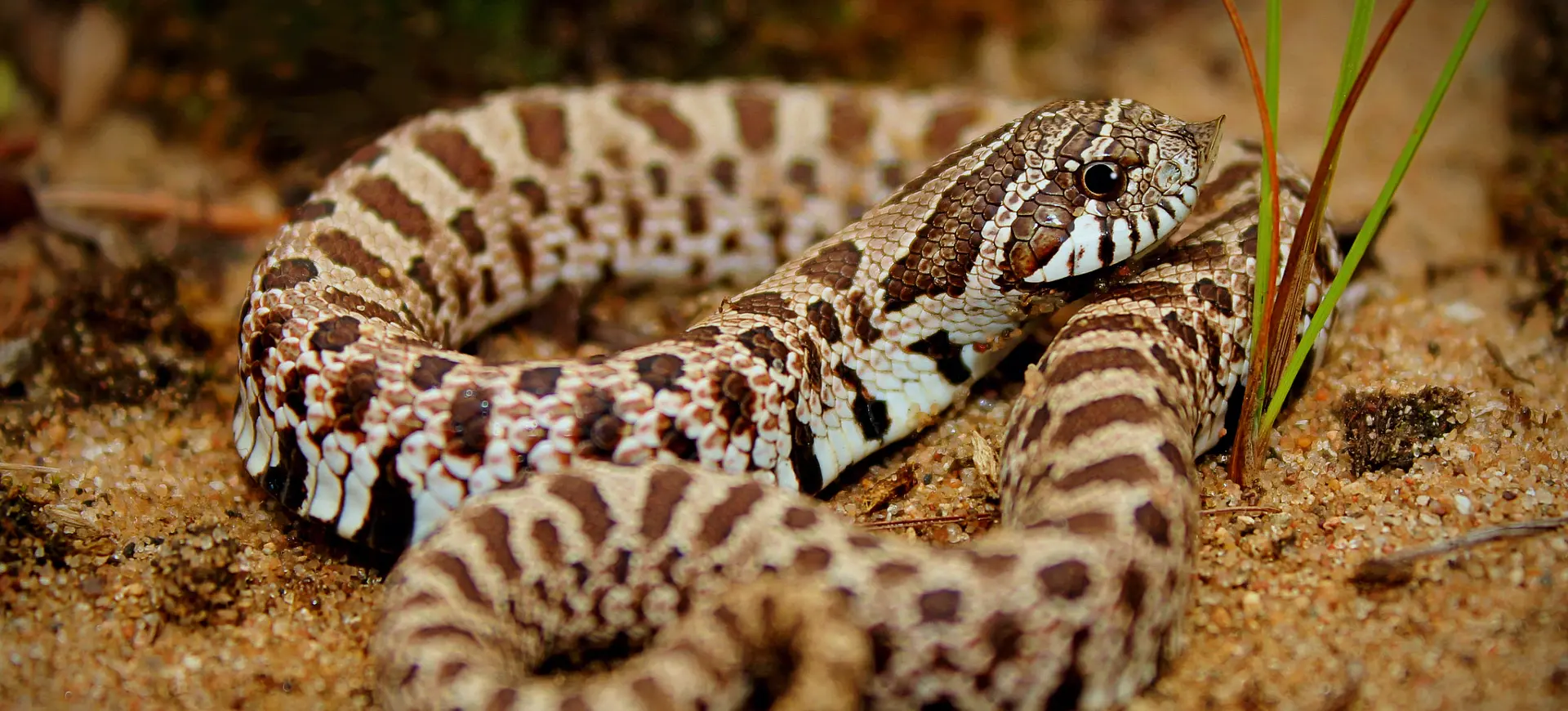 Western Hognose Snake