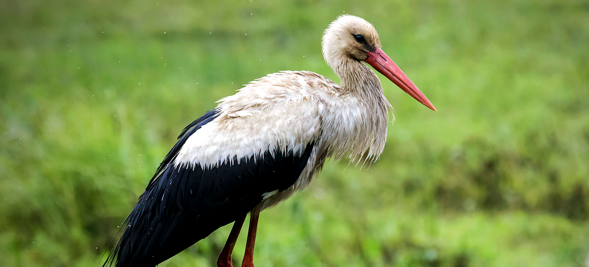 White Stork