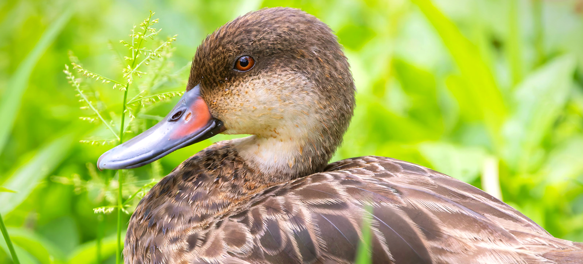 White-cheeked Pintail