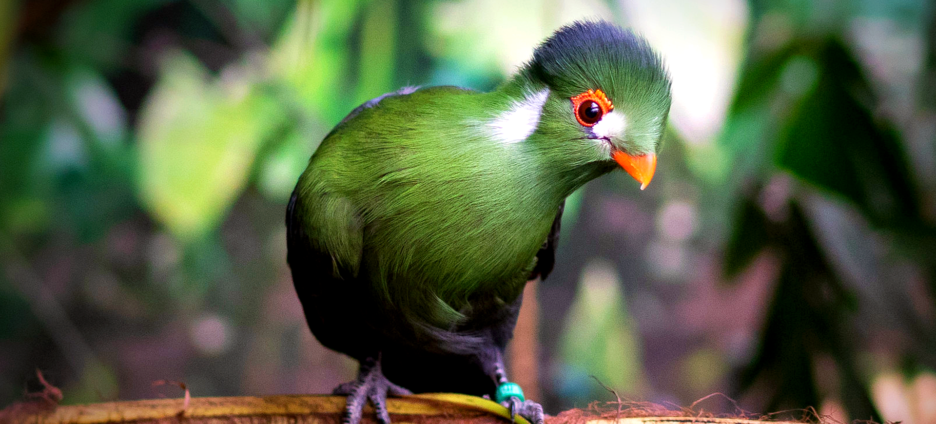 White-cheeked Turaco