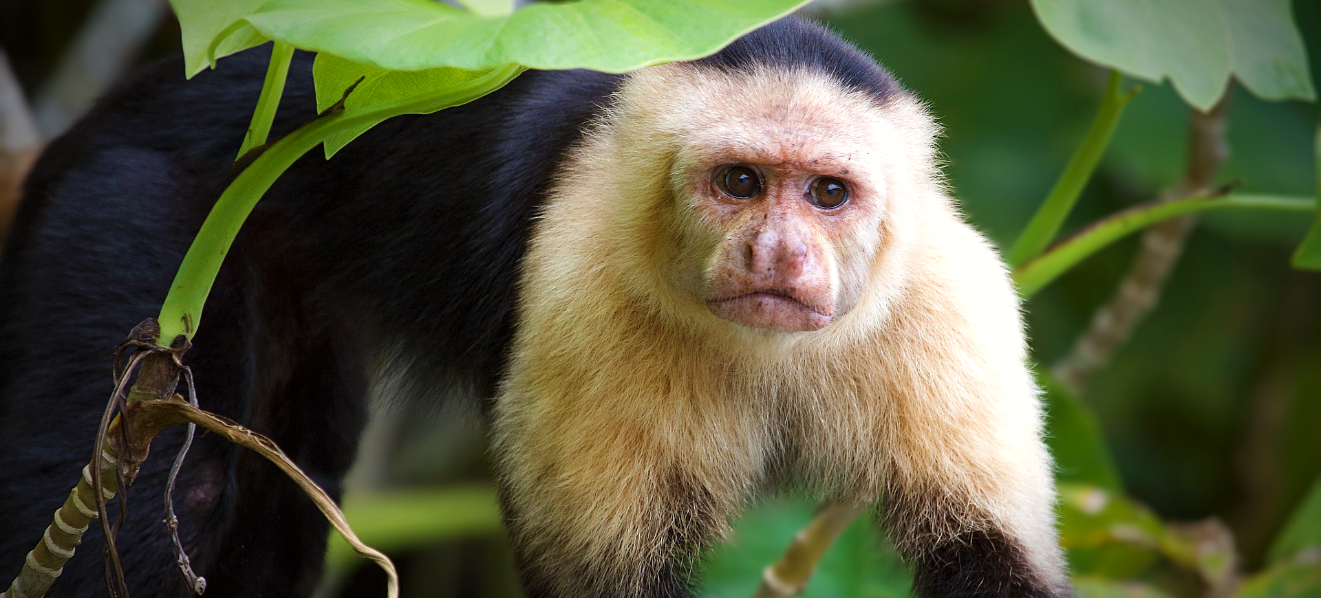 Colombian White-faced Capuchin