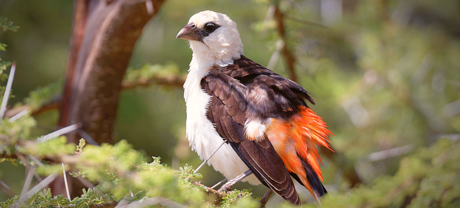 White-headed Buffalo-weaver