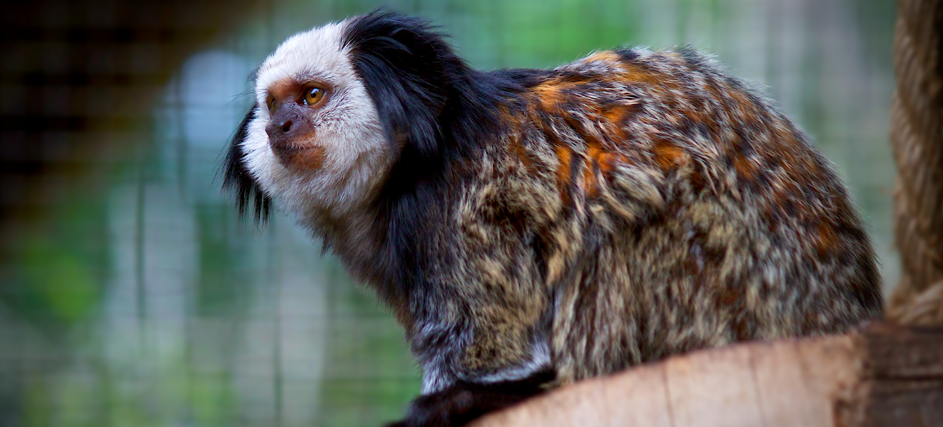 White-headed Marmoset