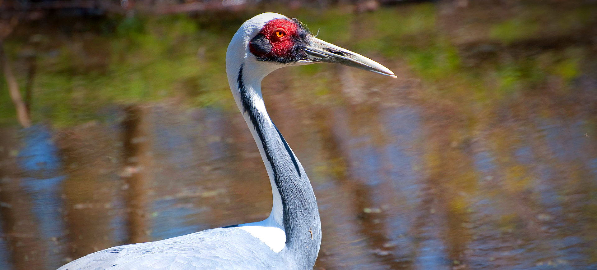 White-naped Crane