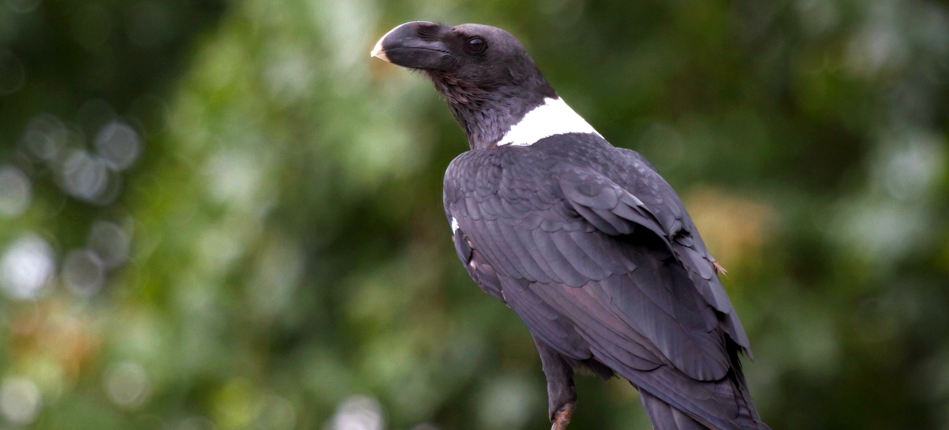 White-necked Raven