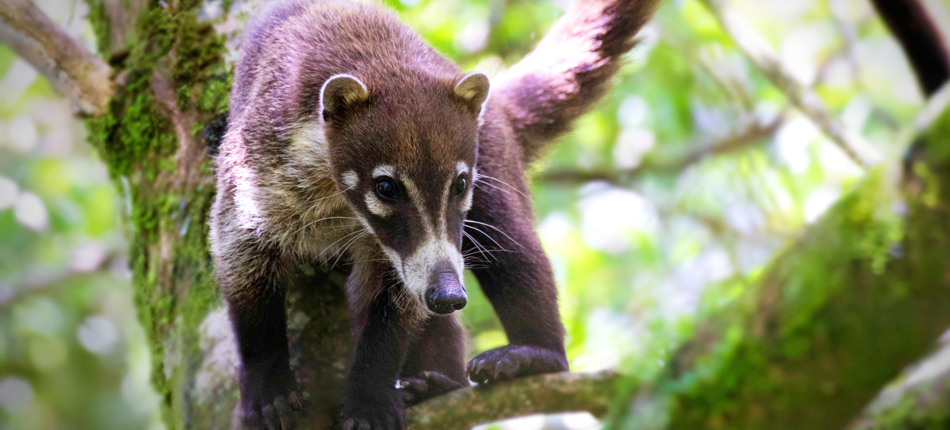 White-nosed Coati