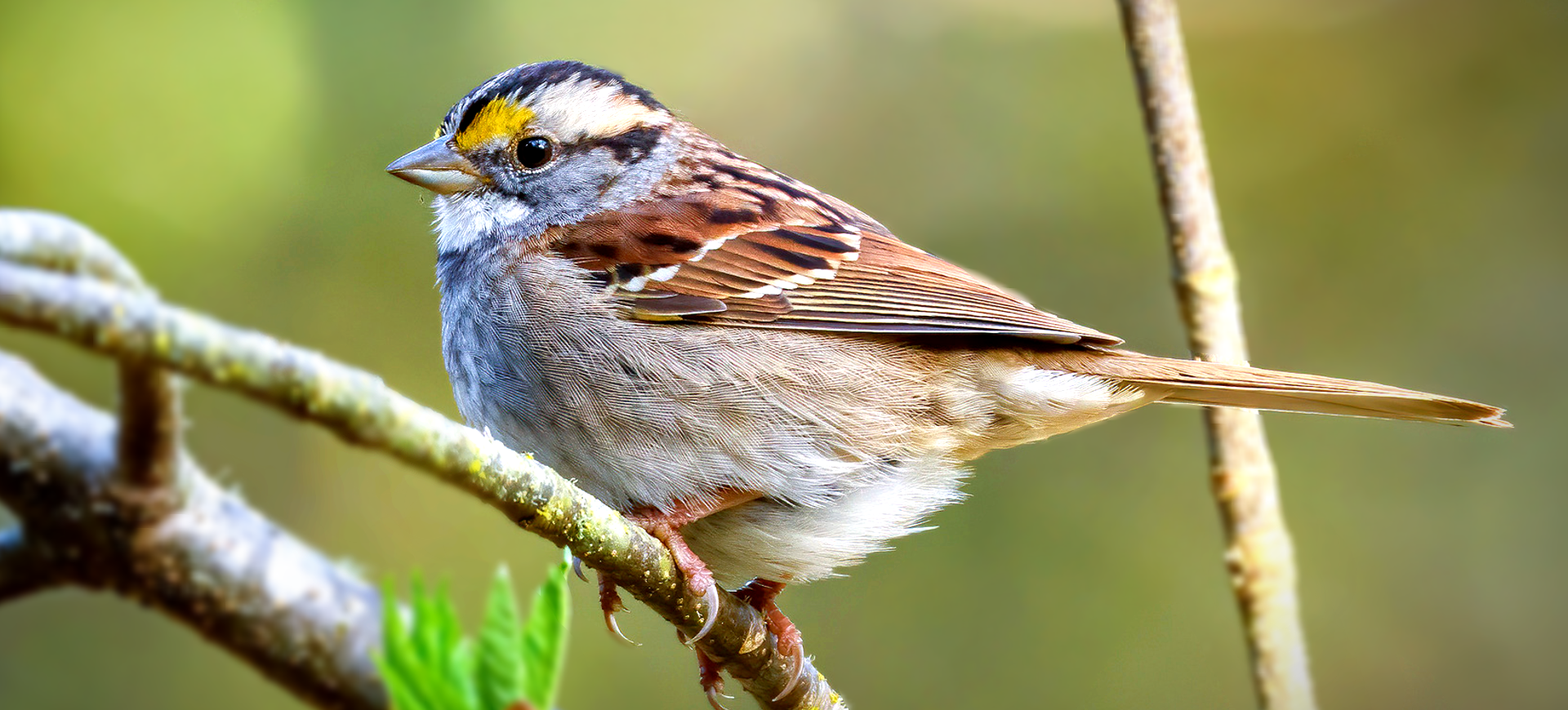 White-throated Sparrow