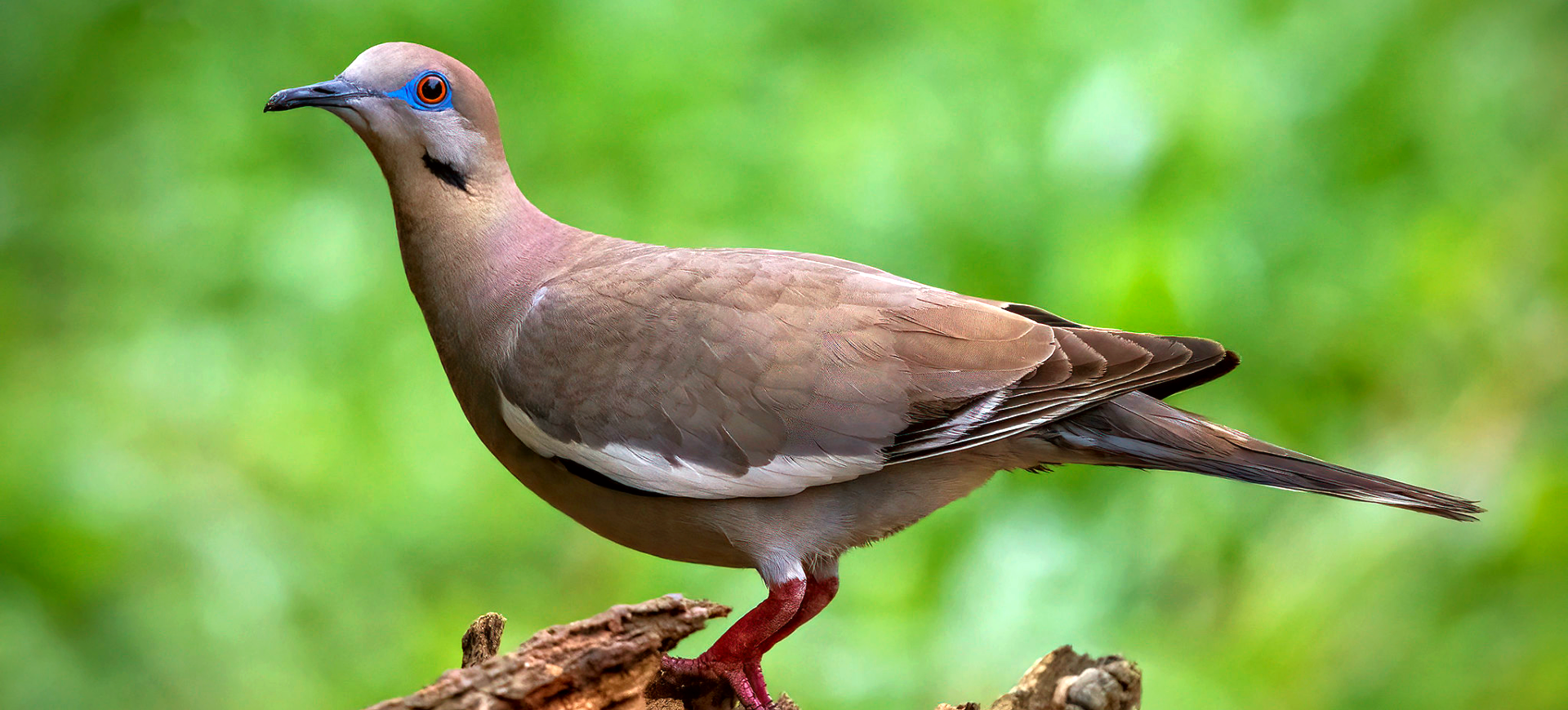 White-winged Dove