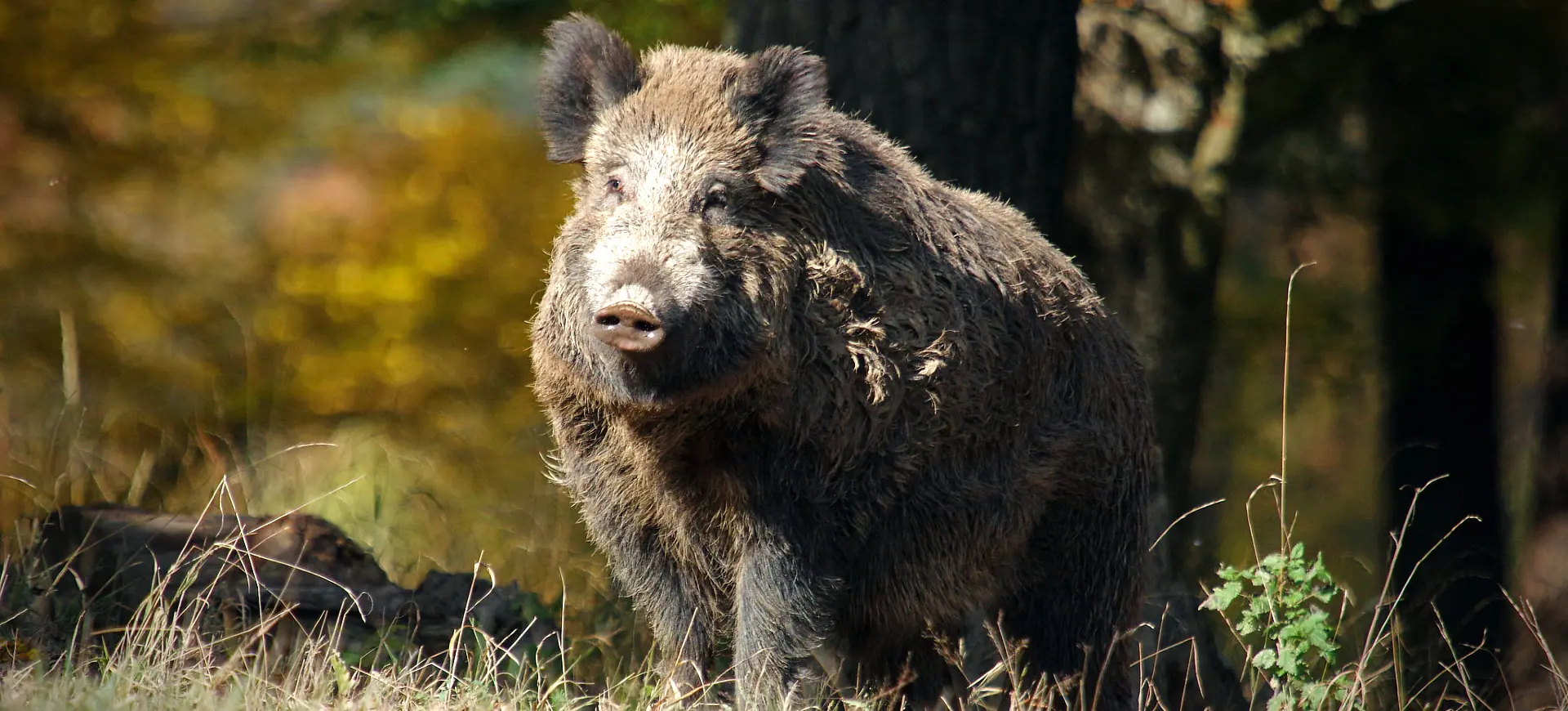 Wild Boar