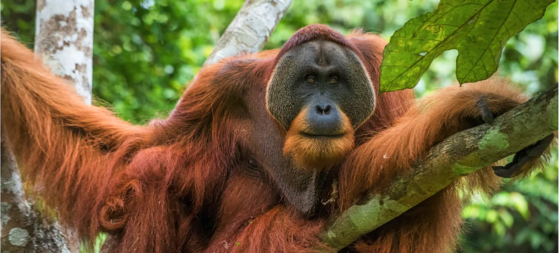 Sumatran Orangutan