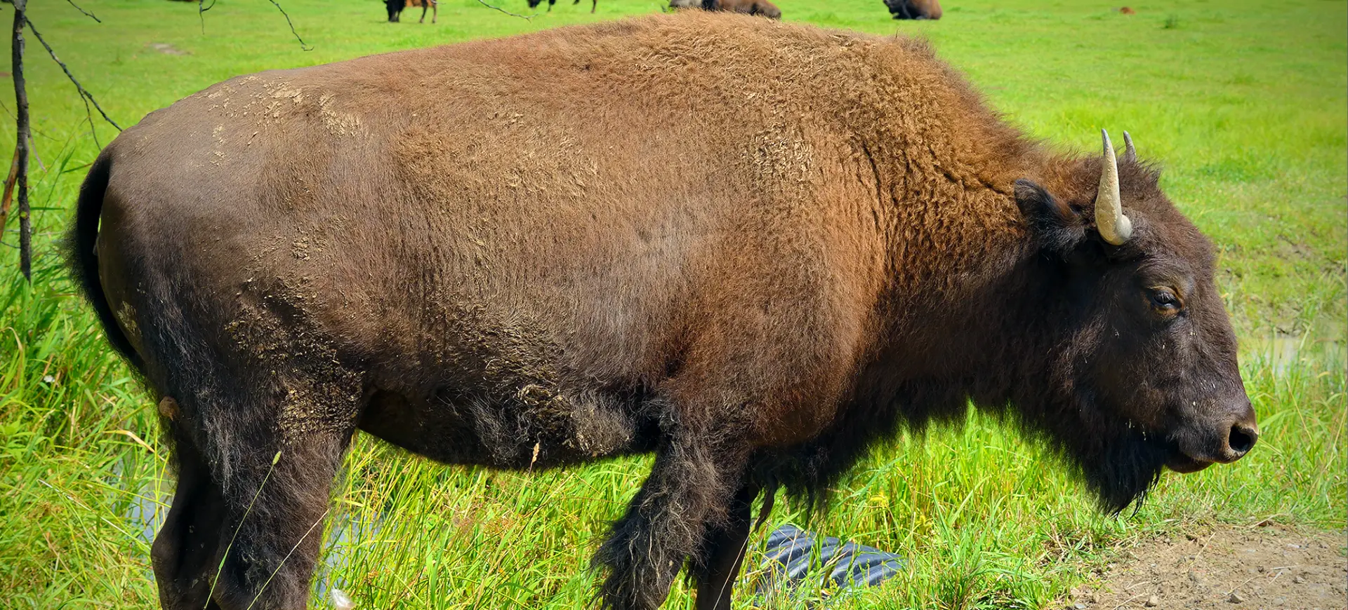 Wood Bison