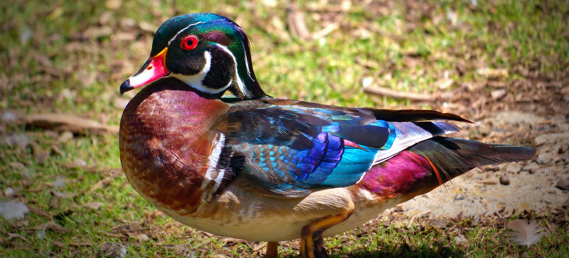 Wood Duck