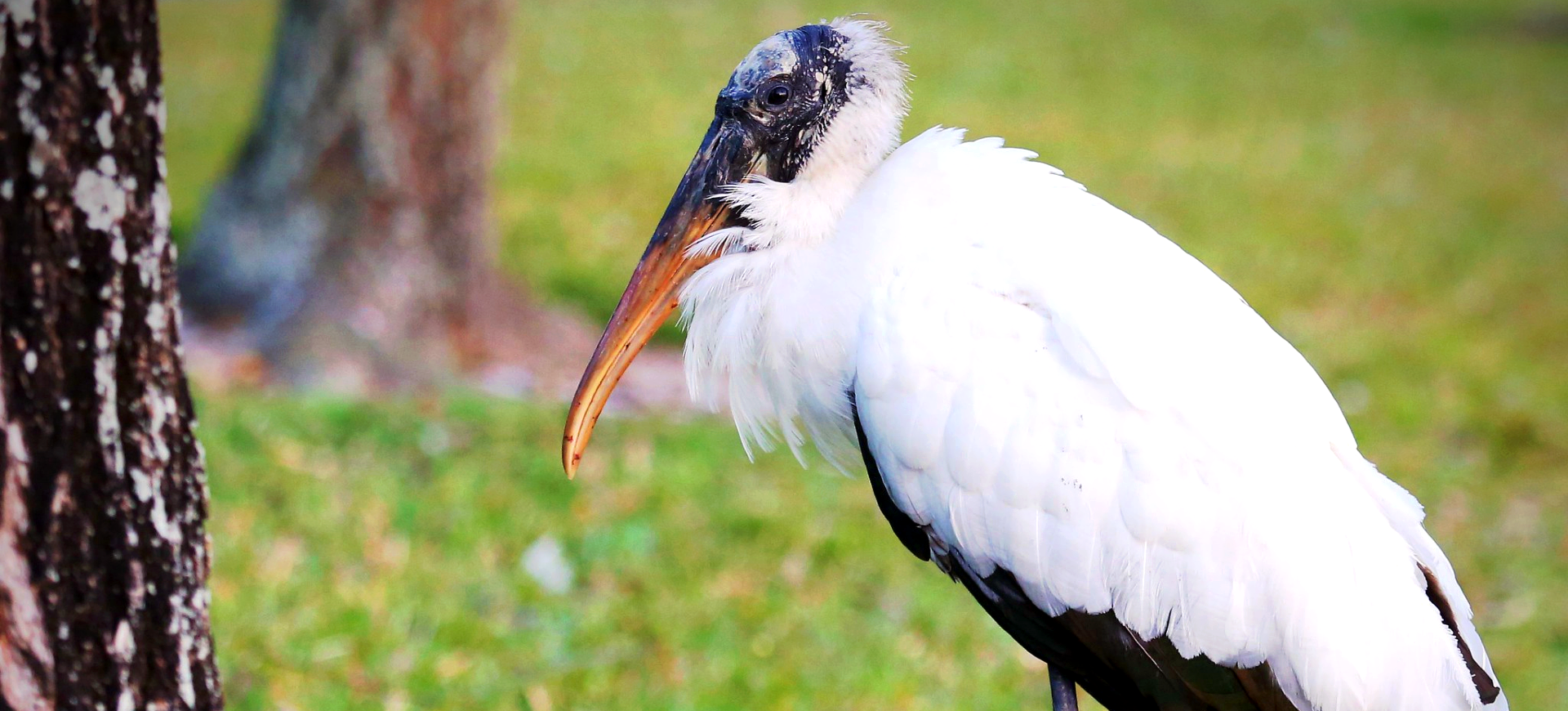 Wood Stork