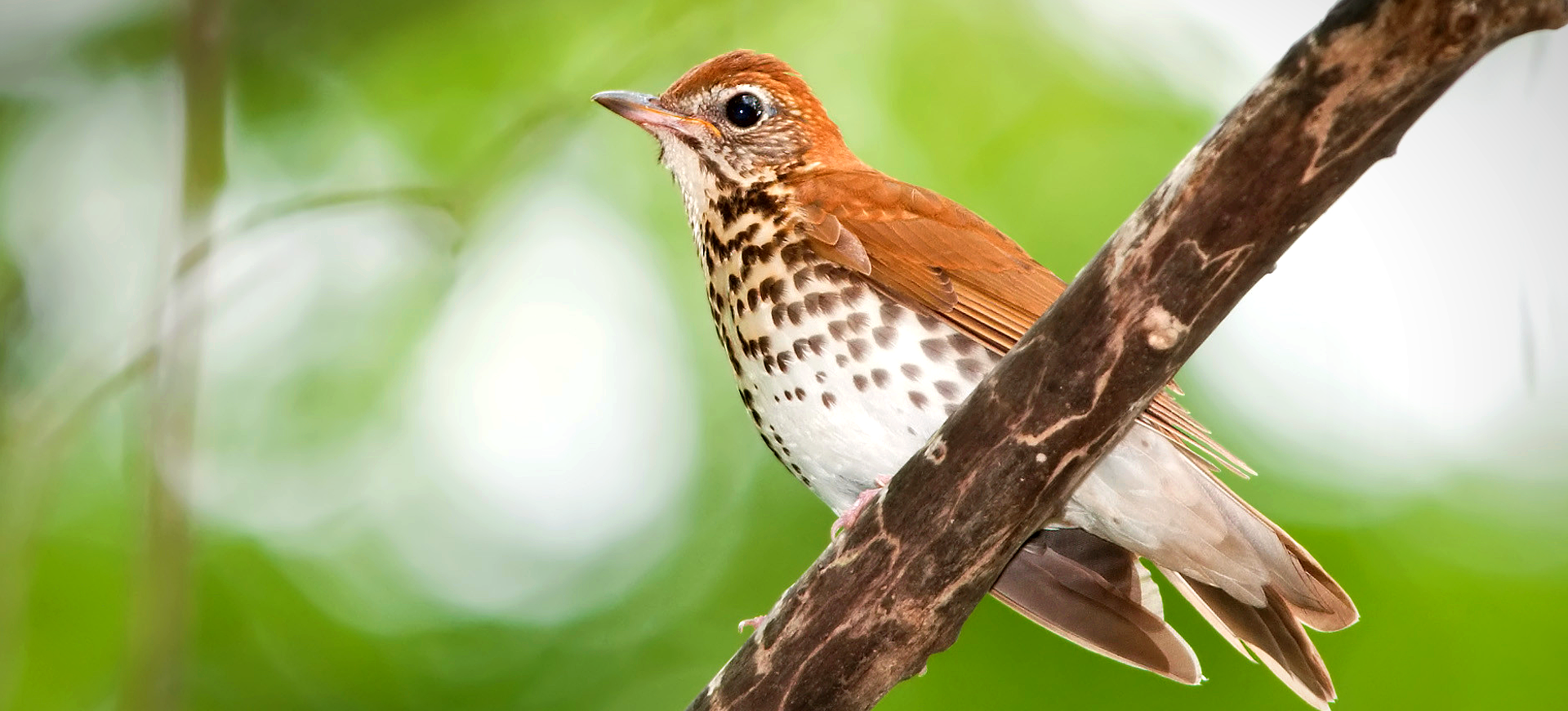 Wood Thrush