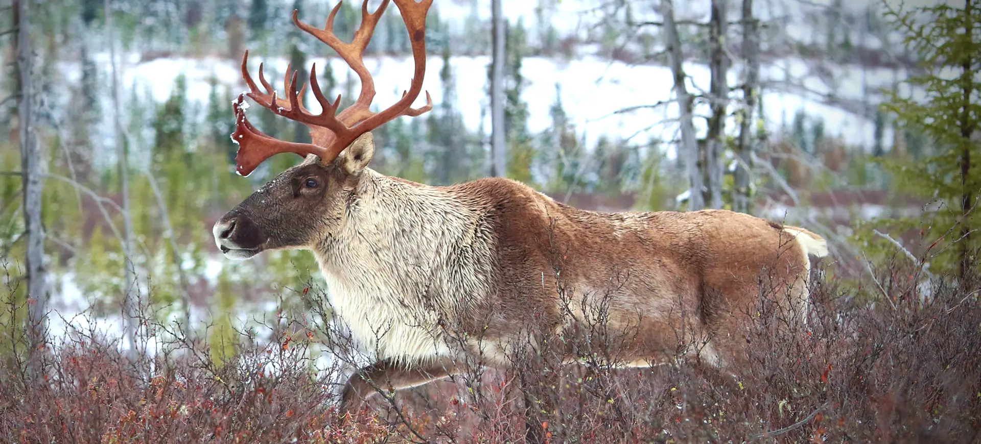 Woodland Caribou