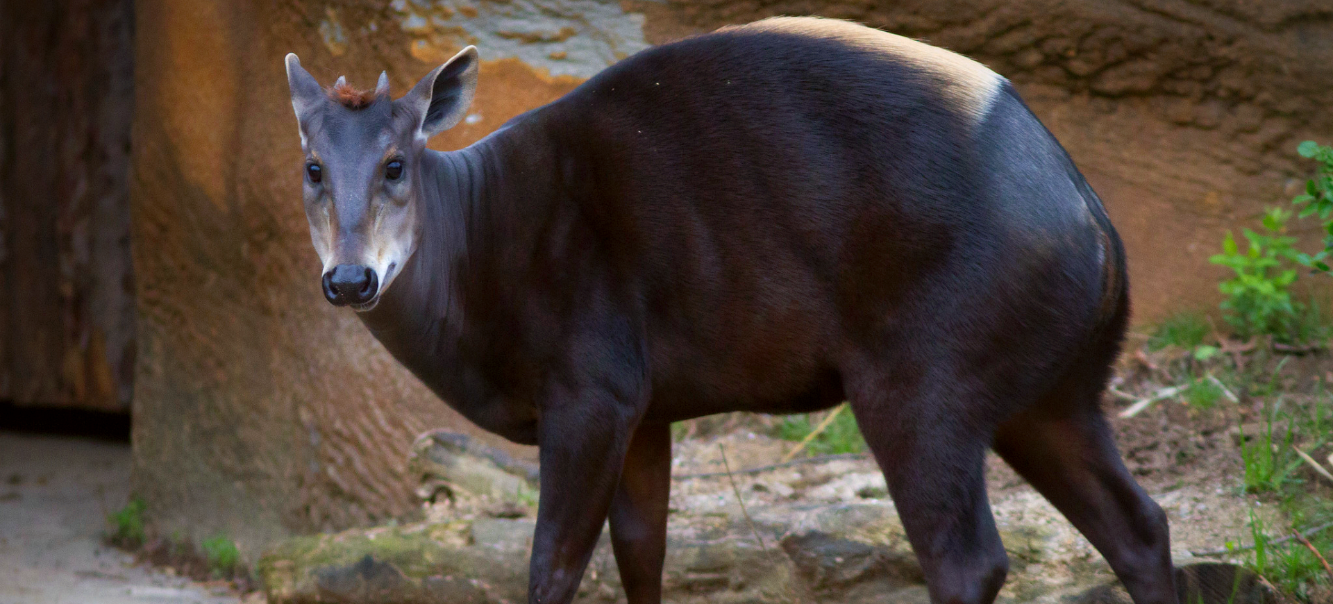 Yellow-backed Duiker