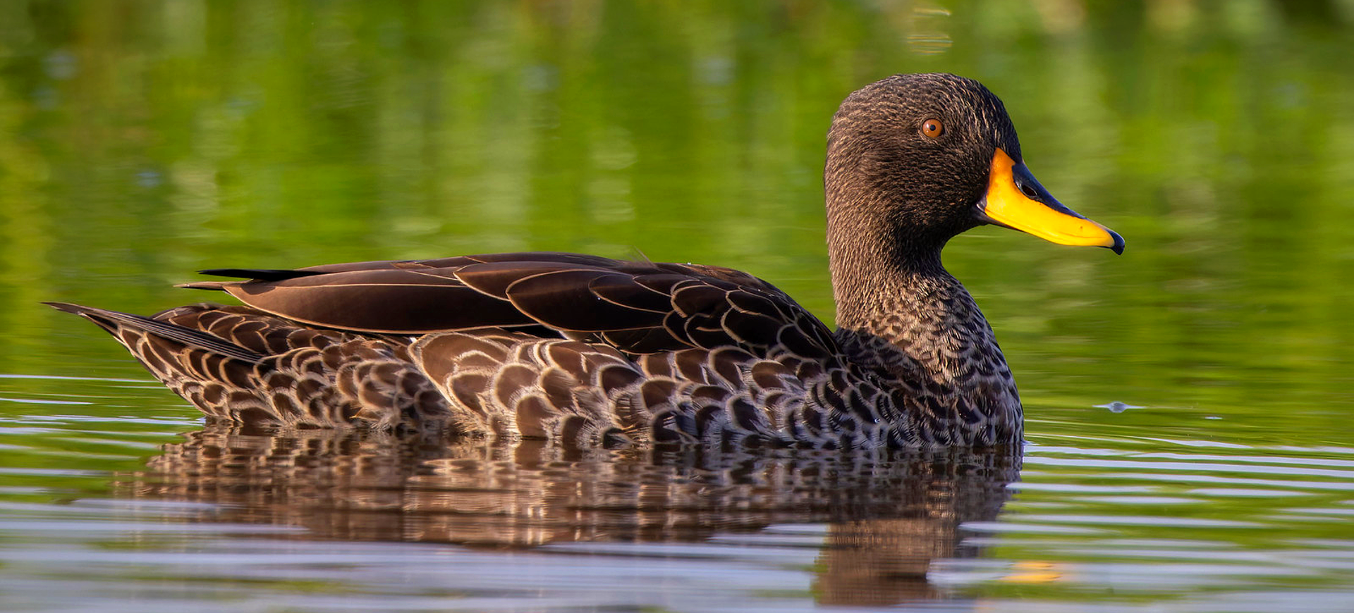 Yellow-billed Duck